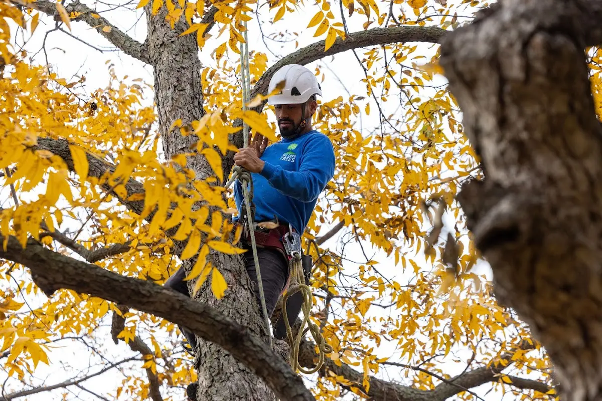 Skilled Tree Trimming crew working in Leeds